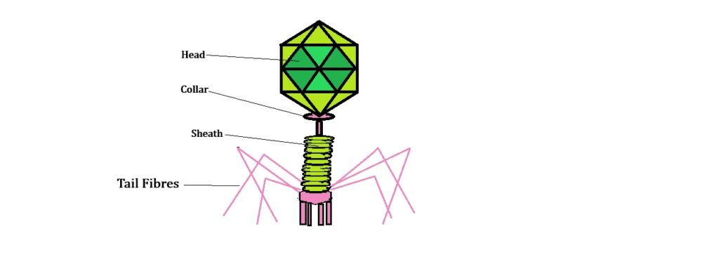 Labeled diagram of bacteriophage showing head, tail, DNA, base plate and tail fibers