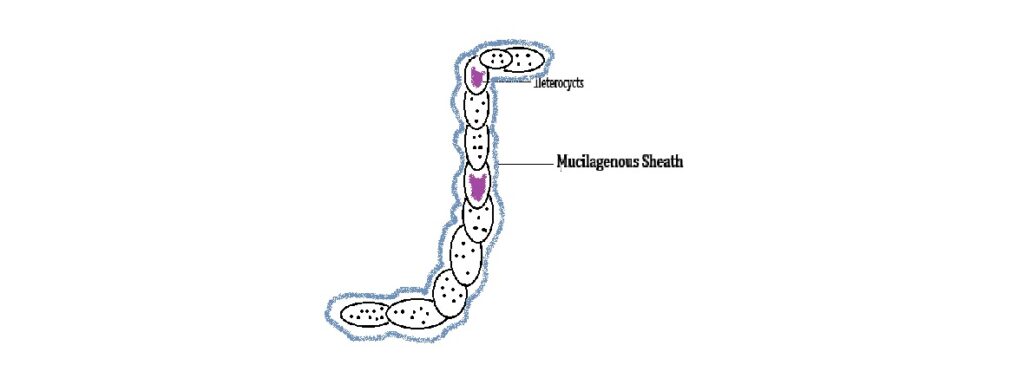 Blue Green Algae (BGA) Labeled diagram of blue green algae showing structure, cells, thylakoids and heterocyst for biology students