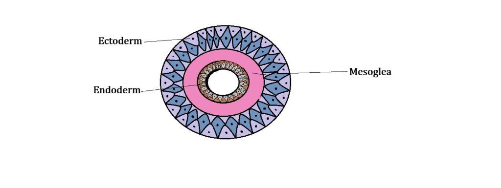Labeled diagram of diploblastic animals showing ectoderm and endoderm layers with gastrovascular cavity