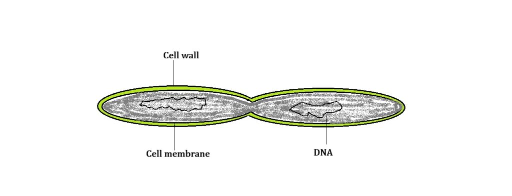 Labeled diagram of dividing bacterium showing binary fission stages and cell structure
