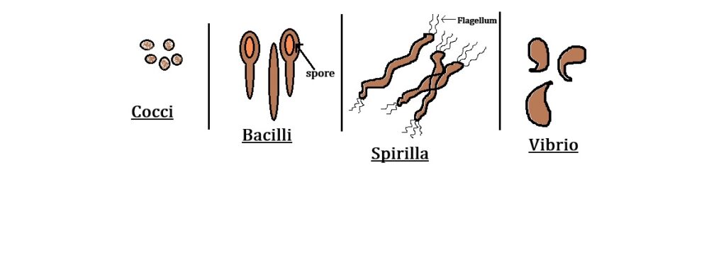 Shapes of Bacteria – Cocci, Bacilli, Vibrio, and Spirilla | NEET Biology Diagram Diagram showing four major shapes of bacteria – Cocci (spherical), Bacilli (rod-shaped), Vibrio (comma-shaped), and Spirilla (spiral-shaped) from Class 11 Biology