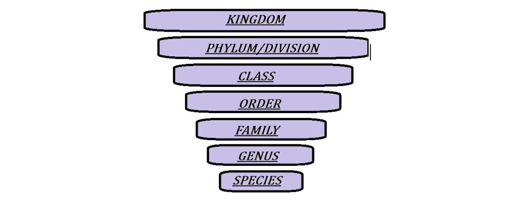 7 Taxonomic Categories – Kingdom to Species | Hierarchical Classification in Biology Diagram showing seven taxonomic categories in biology with examples – Kingdom, Phylum, Class, Order, Family, Genus, and Species